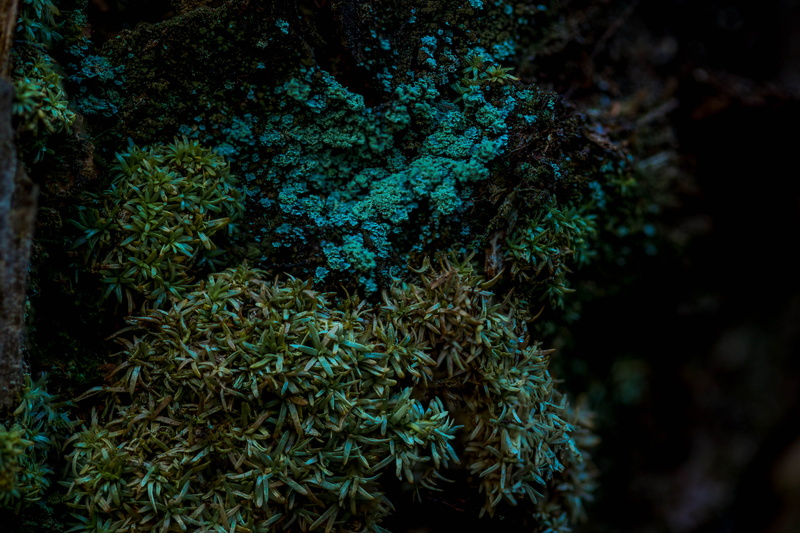animals in the wild, yamato scrub natural area, no people, woods, boca raton, land, plant, natural, green, day, green color, full frame, tree, selective focus