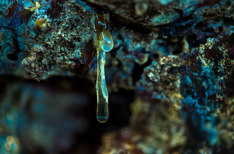 animal wildlife, yamato scrub natural area, animal themes, nature, sea, marine, close-up, boca raton, invertebrate, undersea, coral, underwater, 4K, animal