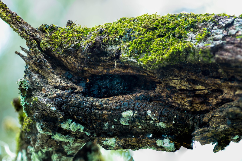 yamato scrub natural area, close-up, branch, outdoors, wood - material, day, macro, united states, rough, pattern, trunk, plant, woods, moss, weathered