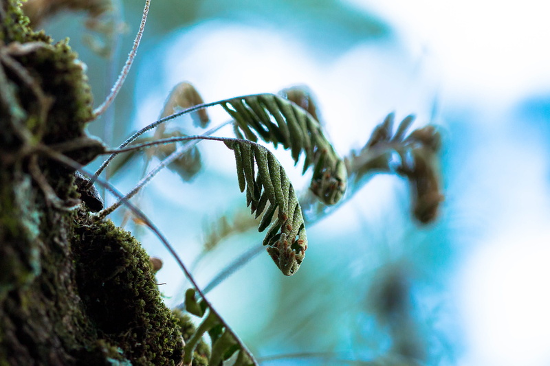 beauty in nature, natural, leaves, close-up, leaf, green color, tree, plant part, selective focus, texture, animals in the wild, fern, nature, pine tree