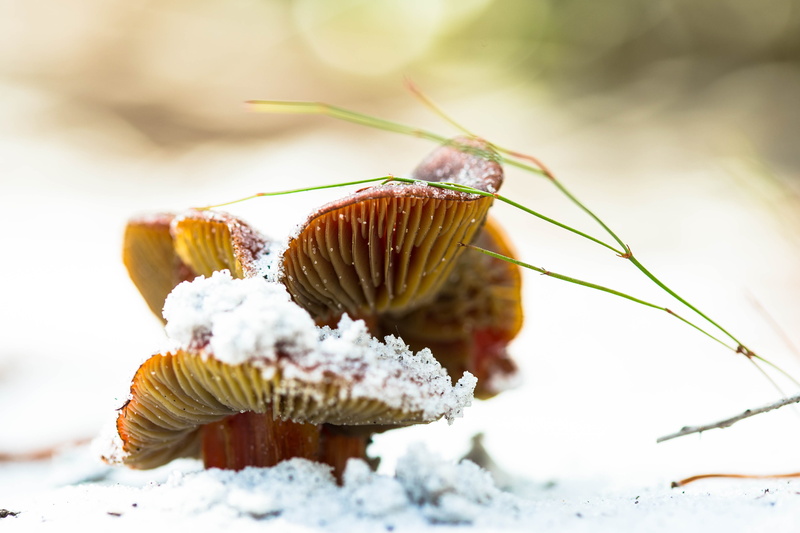 focus on foreground, animal themes, snow, marine, outdoors, food, yamato scrub natural area, invertebrate, no people, beauty in nature, plant, sand, boca raton