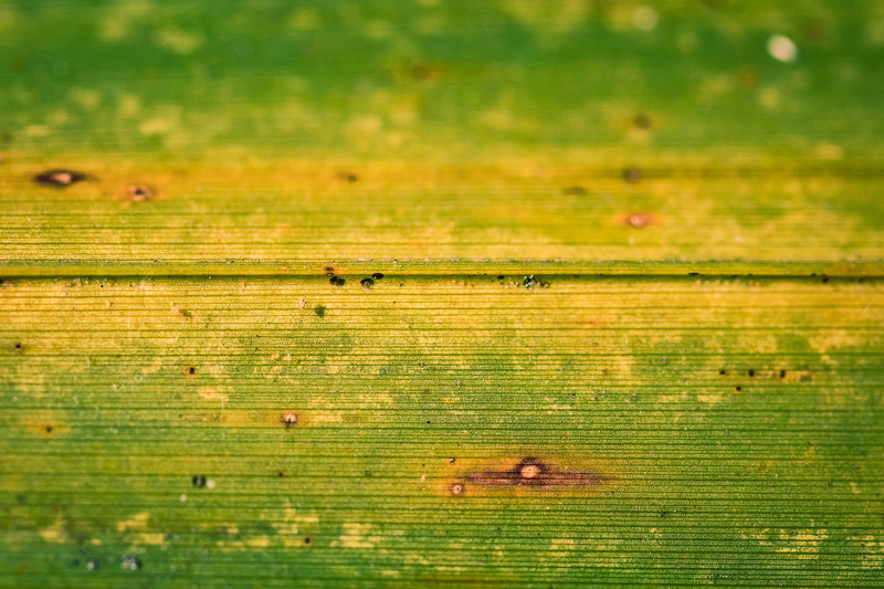 pattern, outdoors, animal, wood - material, close-up, united states, wood, weathered, full frame, animal wildlife, green color, animal themes, old, 2K