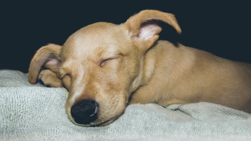 raton prague, lying down, animal themes, domestic, vertebrate, puppy, small, animal head, pets, indoors, canine, domestic animals, resting, relaxation