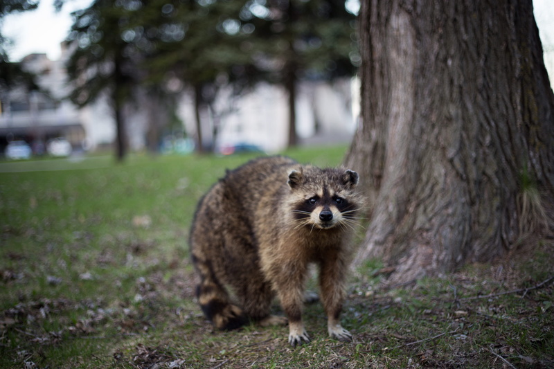 tree, outdoors, animals, land, whisker, raton laveur, field, focus on foreground, portrait, haze, quebec, olympic, city, wild, no people, parc olympique