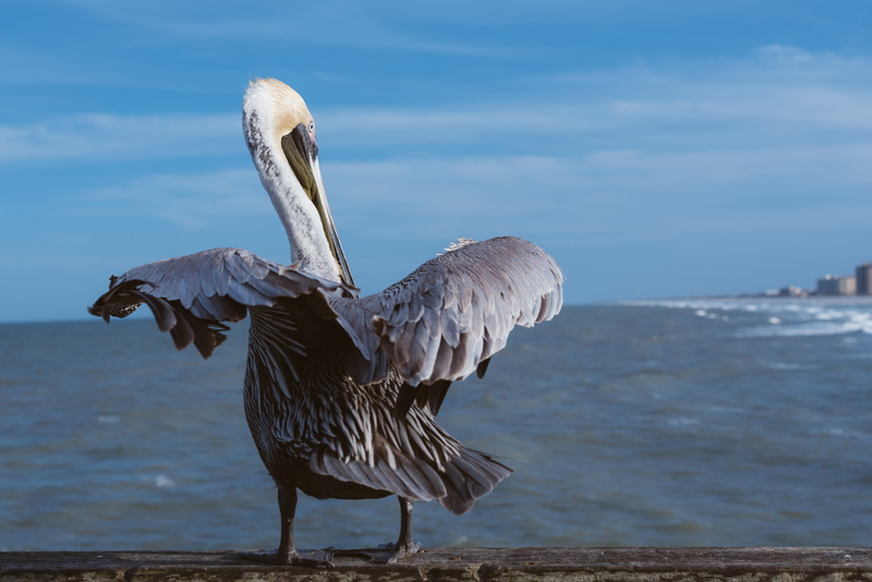 outdoors, beach, day, fishing, ocean, spread wings, united states, flying, animal themes, one animal, pier, water, breeze, east, pelican, jacksonville beach pier
