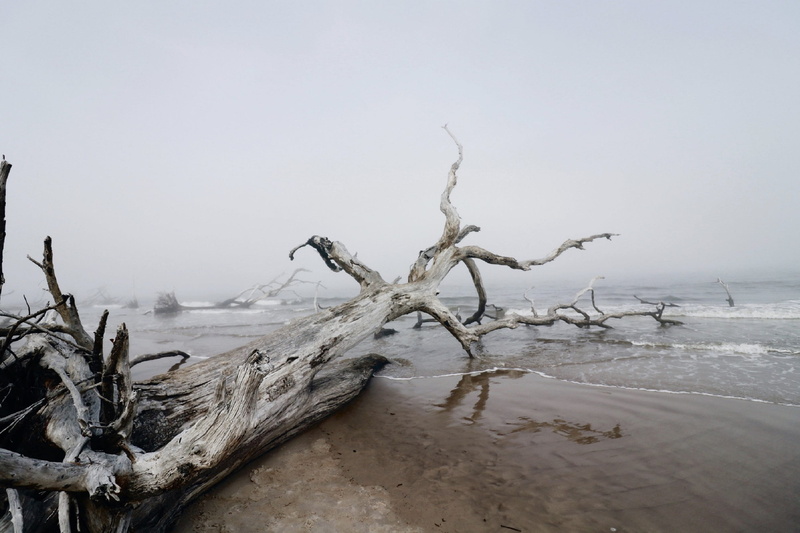 wood, beauty in nature, wood - material, no people, branch, trees, jacksonville, 2K, big talbot island state park, tranquil scene, snow, united states