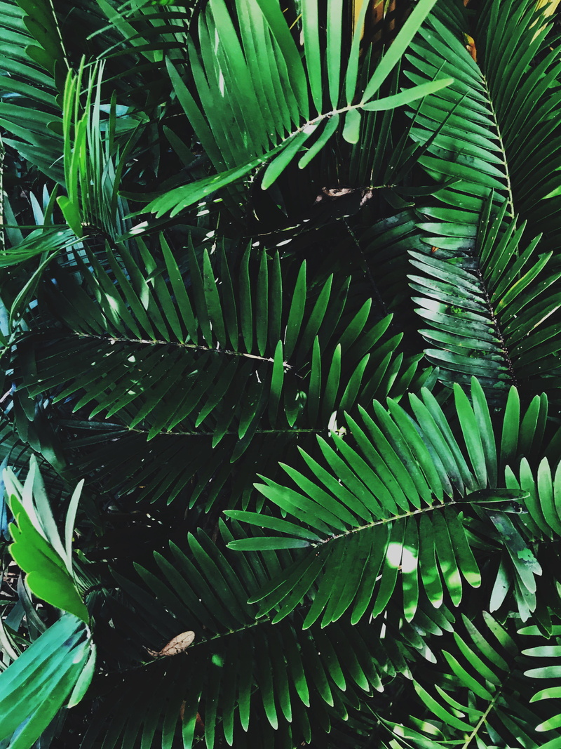 no people, plant part, 4K, jacksonville, close-up, green color, nature, united states, palm tree, florida, growth, green, outside, leaf, tree, leaves
