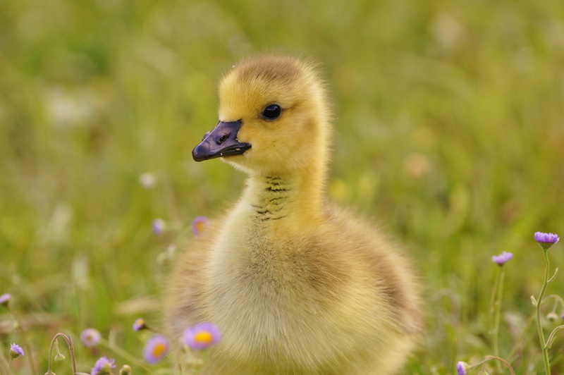 yellow duckling, gosling, cute, animal, Florida, beak, bird, Nature Photography, 4K, florida, Happy Easter, geese, nature, duckling, fuzz, family, Jacksonville
