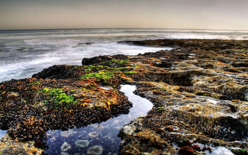 colors, 1080P, portion, seashore, muscles, waters, colorful, waves, coastal, nature and landscapes, hdr, rocks, attatched, rocky