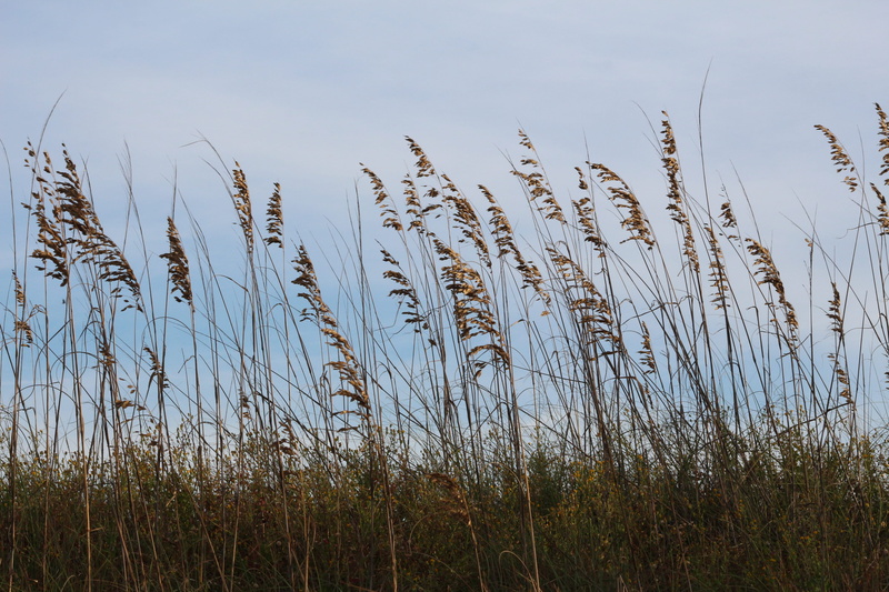 grass, united states, growth, plant, environment, stalk, nature, sky, agriculture, outdoors, field, beach wild grass, no people, scenics - nature, 5K