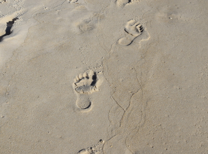 beach, pattern, footprints, outdoors, no people, mystery, paw print, child prints, land, nature, sand, full frame, high angle view, panama city beach, print
