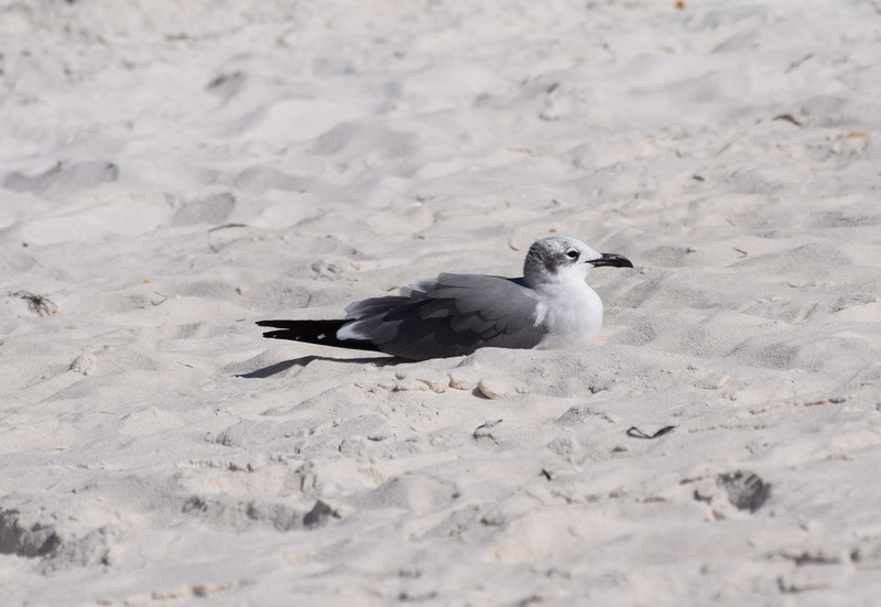 animal themes, animal wildlife, high angle view, no people, sand, selective focus, shore bird, panama city beach, outdoors, seagull, one animal, vertebrate