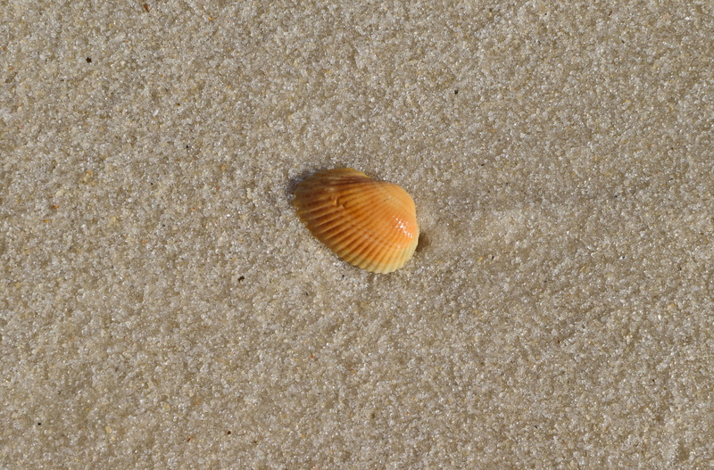outdoors, marine, high angle view, land, one animal, close-up, nature, shell, yellow shell in wet sand, animal, sea, animal wildlife, panama city beach