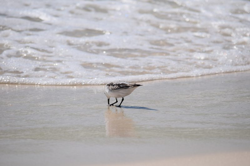5K, animals in the wild, motion, outdoors, animal themes, sanderling, one animal, selective focus, nature, animal wildlife, water, day, land, beach, panama city beach