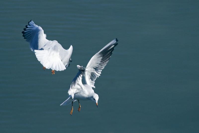 vertebrate, animals in the wild, spread wings, mid-air, fight, flying, no people, animal wildlife, flapping, one animal, 2K, lake, animal, bird, seagull