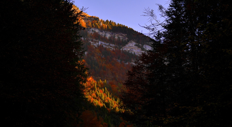 covered, beauty in nature, change, forestautumnal, autumn collection, idyllic, no people, 4K, daytime, branch, mountain, sky, nature, vegetation, leaf