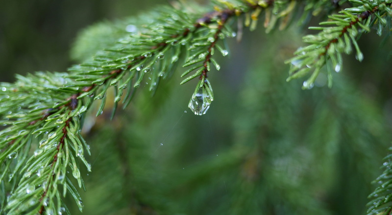 wet, close-up, cirque de saint-même, drop, rain, focus on foreground, pine tree, day, raindrop, plant, zoom, tree, fir needle, no people, selective focus