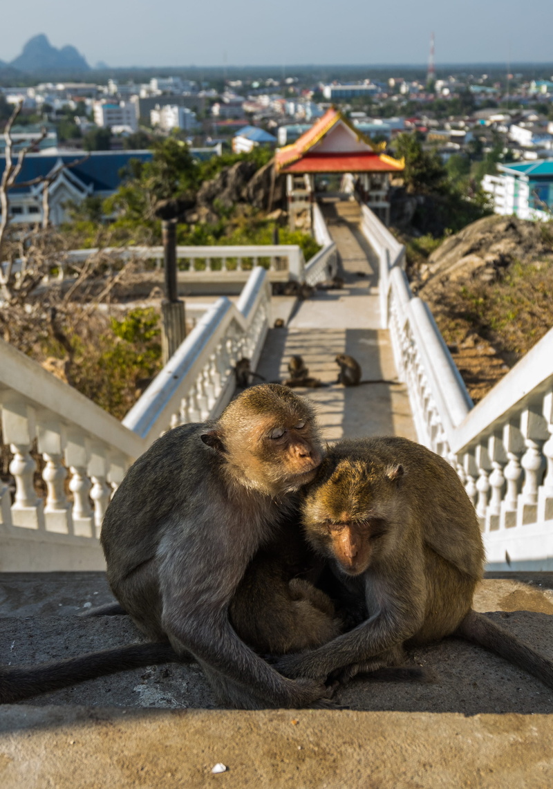 primate, wildlife, retaining wall, animal wildlife, nature, building exterior, outdoors, monkey, boardwalk, two animals, built structure, amusement park