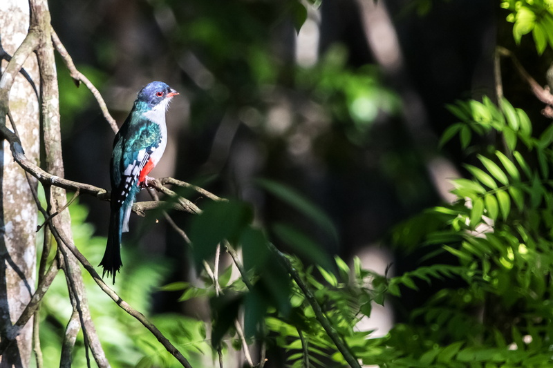focus on foreground, matanzas, day, nature, perching, plant, 5K, vertebrate, animal wildlife, growth, outdoors, wildlife, animals in the wild, kingfisher