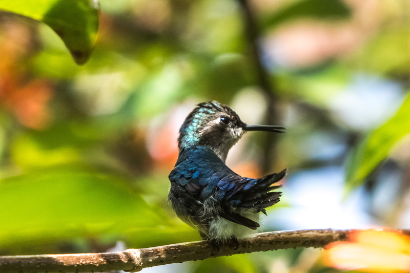 zunzuncito, delicate, hummingbird, 5K, day, close-up, bee hummingbird, matanzas, wildlife, cuba, beak, endemic, bird, tree, perched, caribbean, outdoors