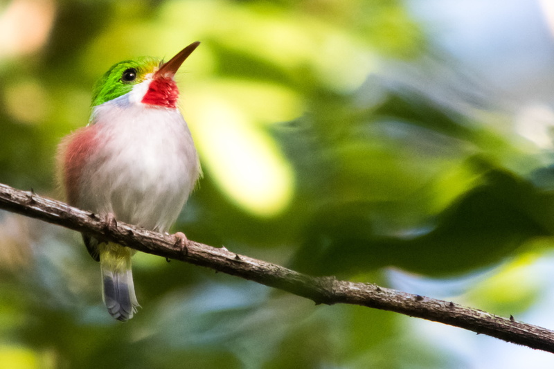 5K, birding, day, vertebrate, cienaga de zapata, outdoors, bird, nature, perching, full length, one animal, animal, selective focus, animal wildlife, tree