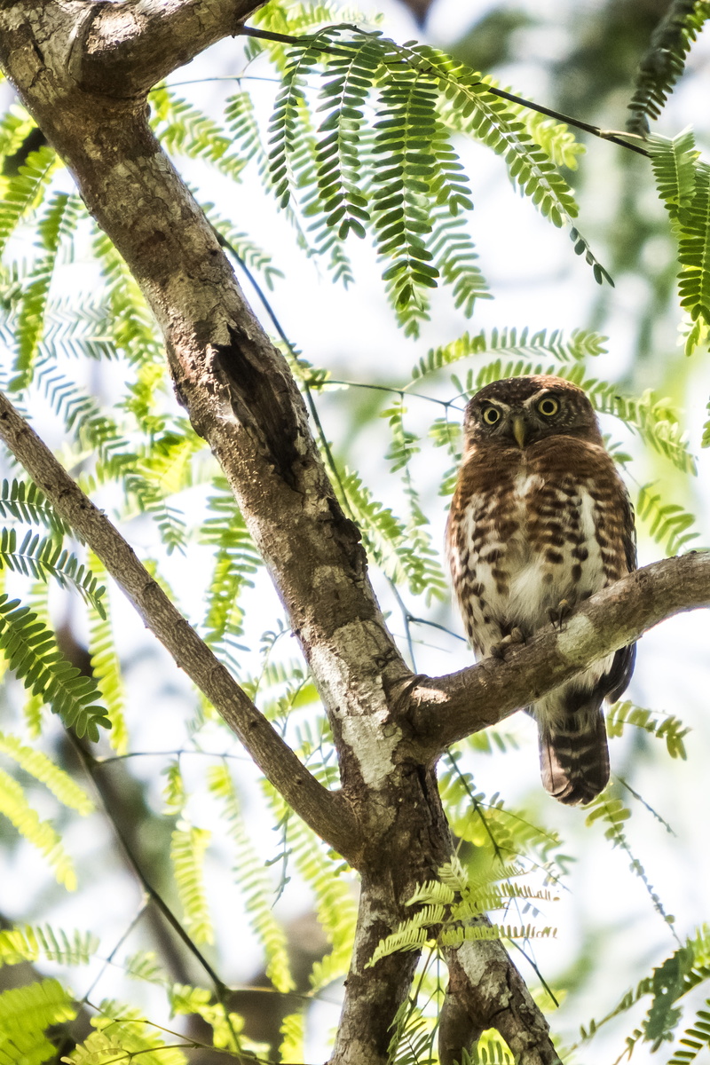 one animal, birding, outdoors, tiny, animals in the wild, tree, animal themes, matanzas, focus on foreground, bird of prey, low angle view, endemic, sijú platanero