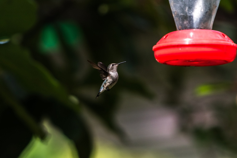 mid-air, blurred motion, spread wings, no people, red, flying, birding, motion, flapping, cuba, day, hovering, sophisticated, focus on foreground, matanzas