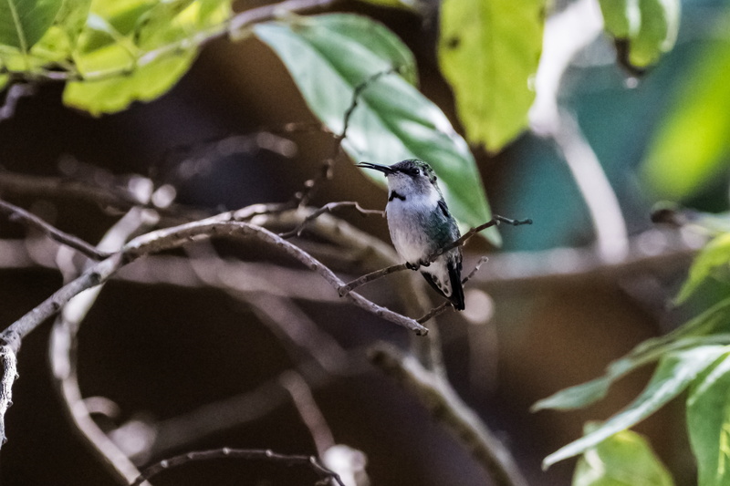 animal wildlife, animals in the wild, day, animal, outdoors, plant part, no people, vertebrate, bee hummingbird, zunzuncito, cuba, mellisuga helenae, 5K