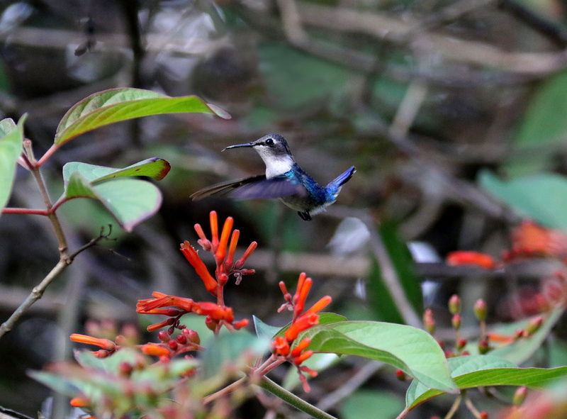 birding, animal themes, natural, outdoors, cuba, hummingbird, beauty in nature, endemic, caribbean, flower, nature, tiny, vertebrate, plant part, mellisuga helenae