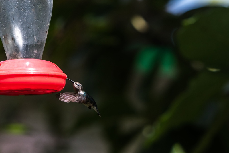 sophisticated, worlds smallest bird, animal, no people, flying, cienaga de zapata, red, one animal, nature, bird, birding, close-up, drinking, vertebrate