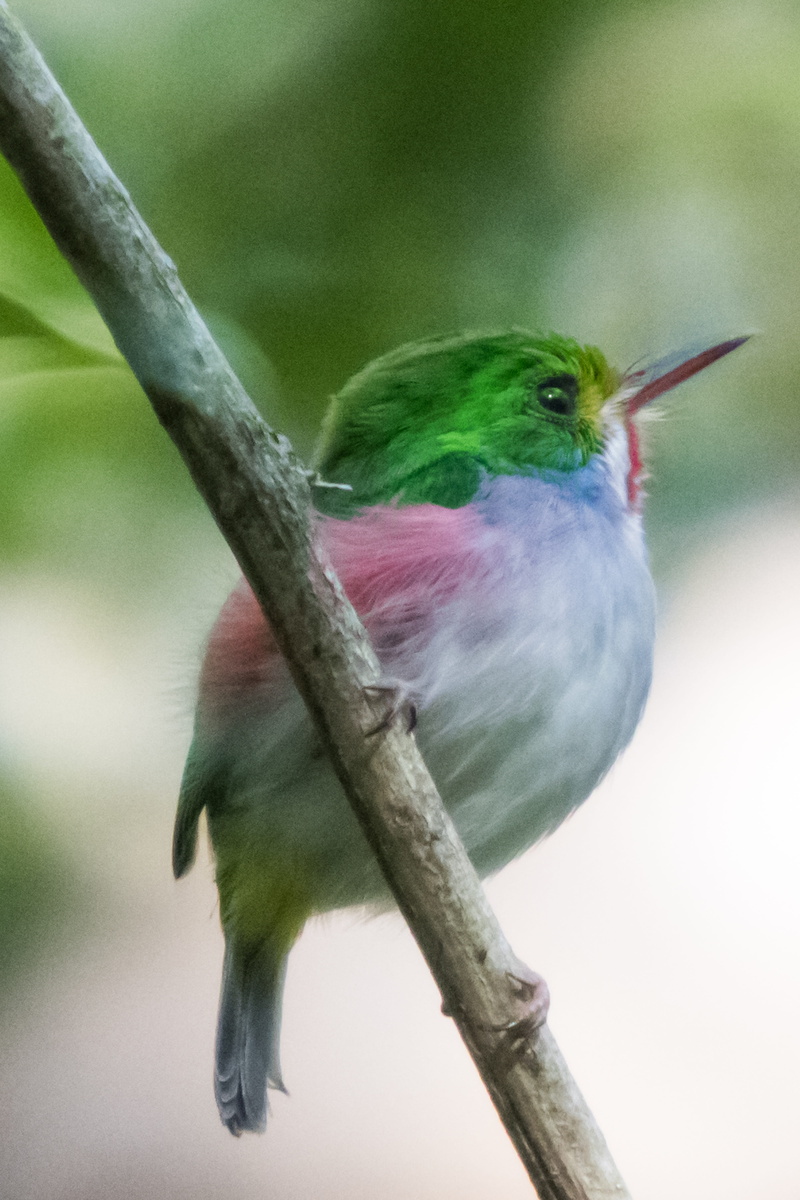 no people, hummingbird, animals in the wild, green color, full length, animal, white, day, 5K, animal themes, tree, close-up, vertebrate, nature, cuba