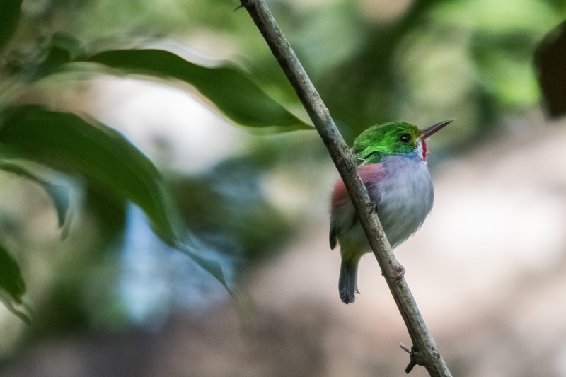 tree, perching, branch, vertebrate, bird, 5K, day, wildlife, outdoors, plant, animals in the wild, hummingbird, birding, no people, nature, animal wildlife