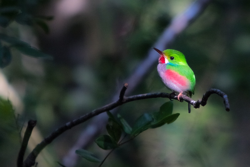 animal wildlife, perching, cartacuba, outdoors, selective focus, wildlife, animals in the wild, one animal, vertebrate, branch, animal, birding, nature