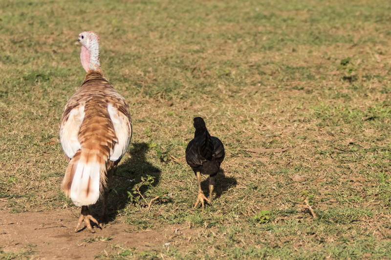 animal, 5K, nature, cienaga de zapata, friends, day, animals in the wild, bird, matanzas, domestic animals, livestock, young animal, no people, cuba, pets