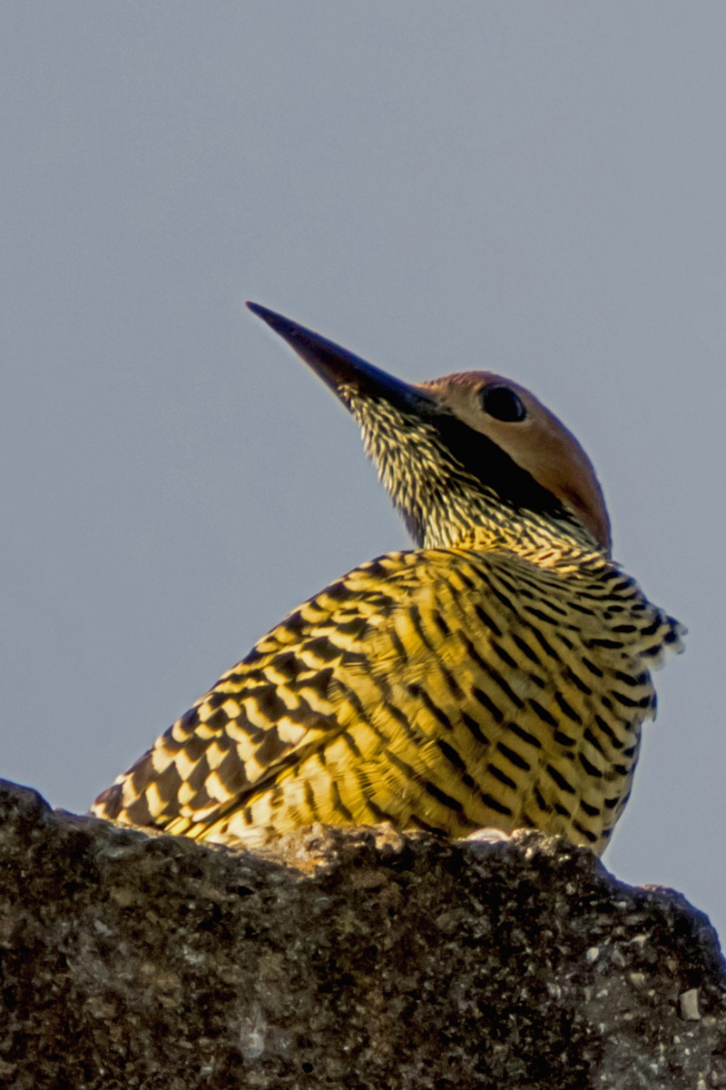 cuba, sky, animals in the wild, outdoors, close-up, perching, no people, vertebrate, bird, wildlife, nature, carpintero churroso, yellow, day, copy space