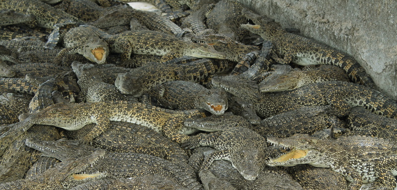 danger, vertebrate, high angle view, large group of animals, young bird, 4K, animal themes, outdoors, bite, togetherness, day, matanzas, animal family
