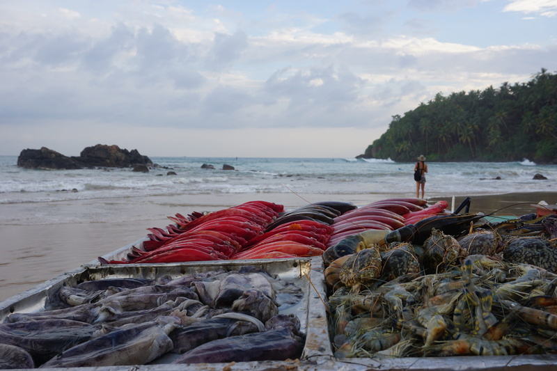 Coast, sea, horizon over water, mirissa, cloud - sky, nautical vessel, sri lanka, water, photographer, Wave, tranquility, Sea, catch, 5K, Fish, food, red