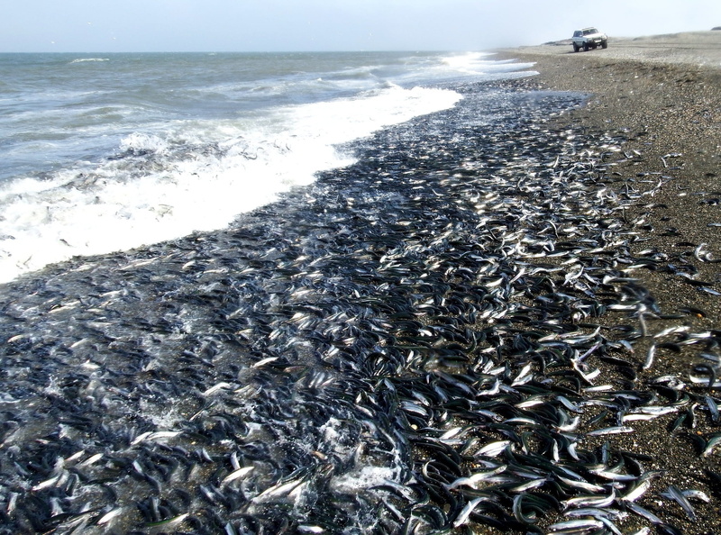 horizon, water, beach, group of animals, capelin, sky, animal, animals in the wild, seascape, land, horizon over water, spawning, school, wave, surf, day