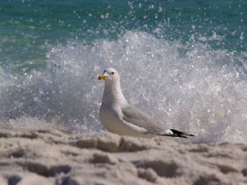 sand, harbor, beauty in nature, outdoors, animal themes, bird, relax, wild, coffee, land, nature, chair, surf, seashore, no people, sea bird, fishing, vacation