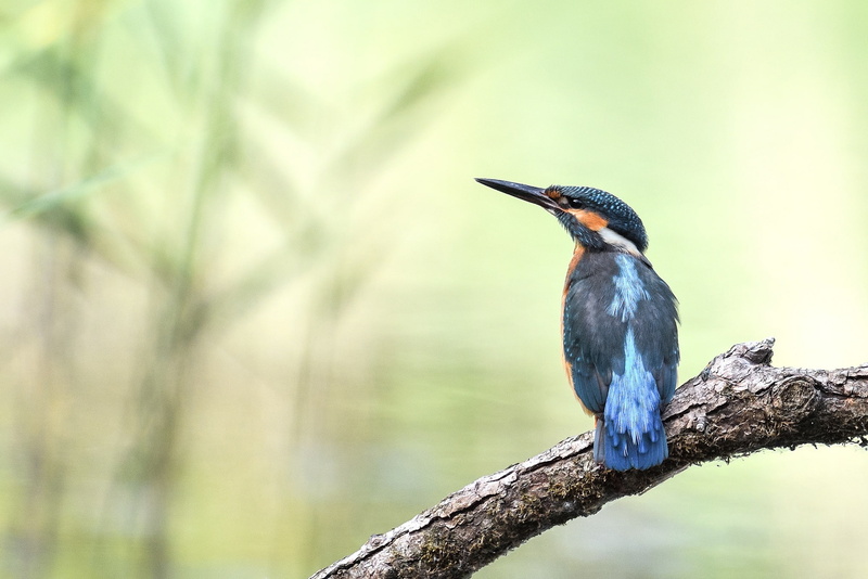 angler, birds, tree, 1080P, Kingfisher