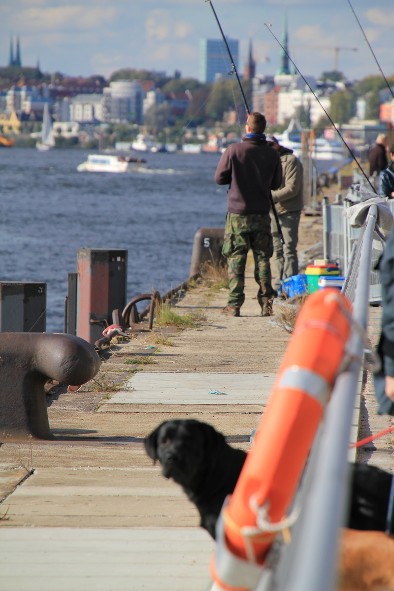 pets, one animal, transportation, angler, outdoors, domestic animals, animal themes, animal, mammal, dog, vertebrate, nature, selective focus, domestic