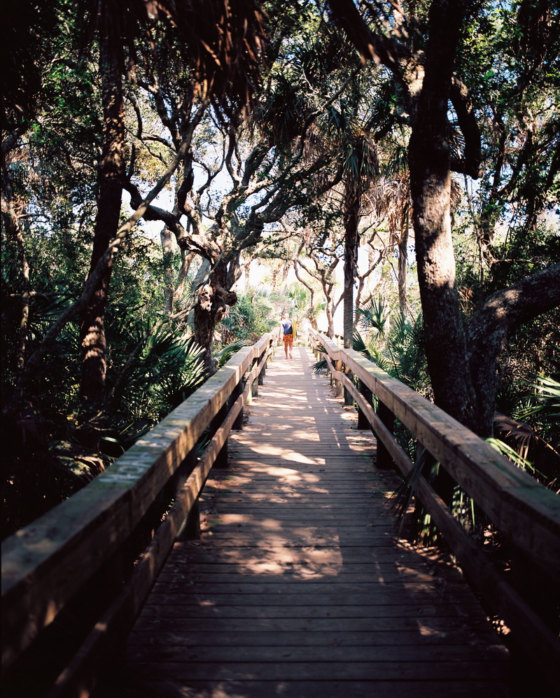 jacksonville, hobby, deck, moss, tranquility, the way forward, bridge, wood - material, day, nature, architecture, wave, beach, plant, path, wood, direction