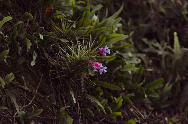 vulnerability, beauty in nature, close-up, outdoors, day, green color, focus on foreground, fragility, purple, botany, land, nature, airplant, 4K, plant