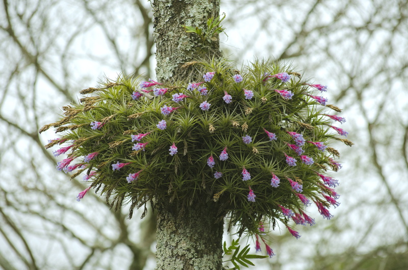 day, tillandsia, freshness, focus on foreground, tree, fragility, airplant, gardening ideas, pine tree, no people, springtime, vulnerability, low angle view