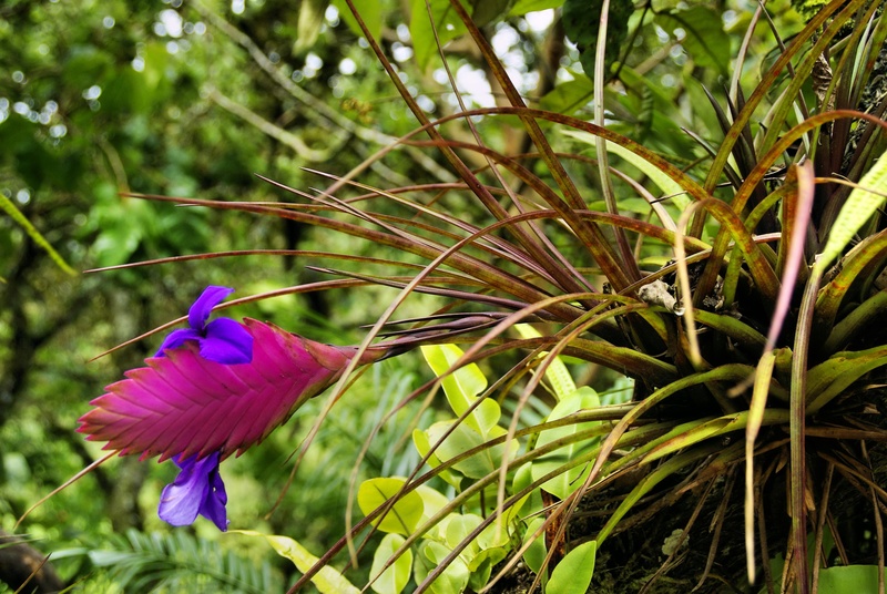 flower head, no people, flower, close-up, fragility, amazonie, exotic flower, nature, bromeliad, flowering plant, purple, day, tillandsia, blue, growth
