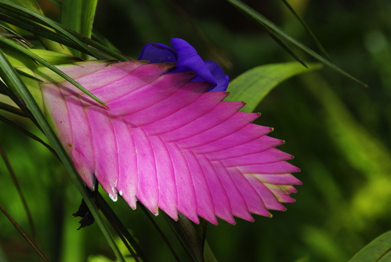beauty in nature, springtime, freshness, fragility, flower head, pink color, outdoors, flowering plant, exotic flower, wild flower, Tillandsia, vulnerability