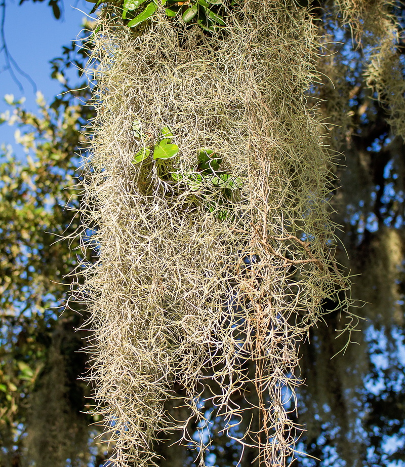 nature, paste, dry, branch, spanish moss, outdoors, tranquility, close-up, growth, foreground, tillandsia usneoides, land, no people, beard old, beauty in nature