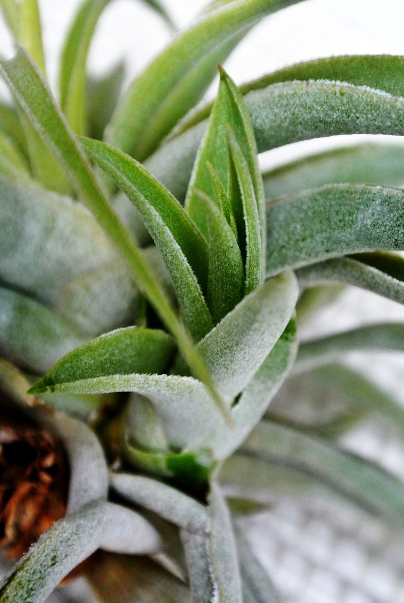 leaf, growth, plant, greenery, flowering, potted plant, evergreen, gardening, focus on foreground, Leafy, beauty in nature, perennials, selective focus