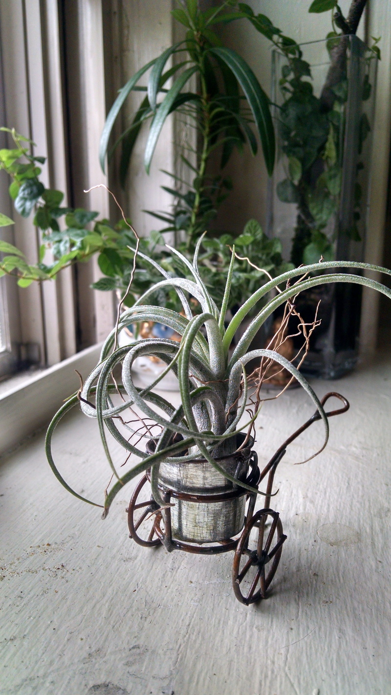air plant, tiny, bromeliaceae, decor, nature, selective focus, wood - material, no people, flowerpot, houseplant, glass - material, focus on foreground