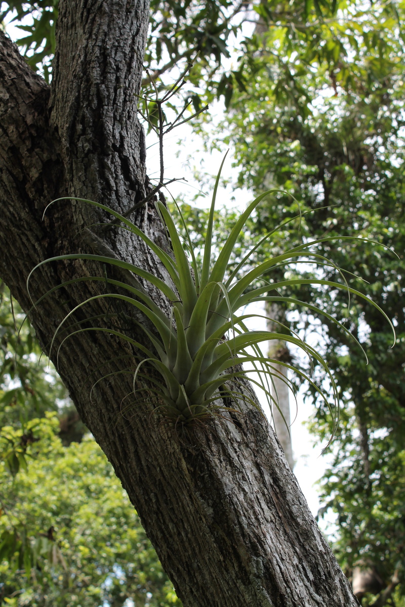 forest, nature, plant, tranquility, land, no people, outdoors, tree, curujey, cuba, green color, branch, parasitic plant, plant part, leaf, growth, tree trunk